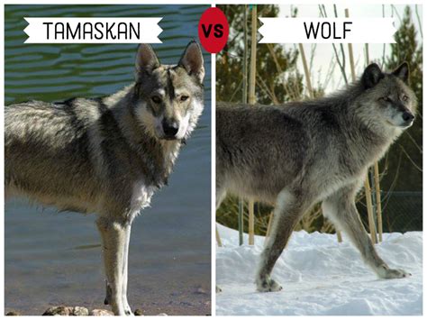 are dogs similar to wolves